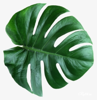 Leaves Psd Clipart Swiss Cheese Plant Leaf Plants - Swiss Cheese Plant ...