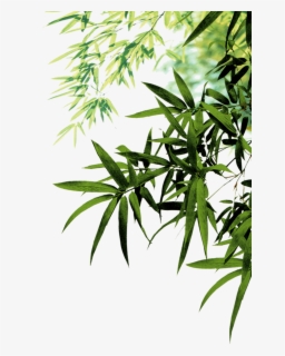 Free Bamboo Leaves Clip Art With No Background Clipartkey