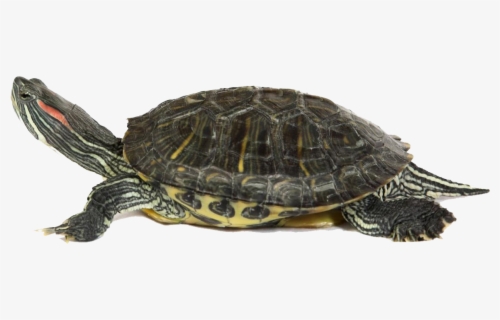 Red Eared Slider Turtle Outline , Free Transparent Clipart - ClipartKey