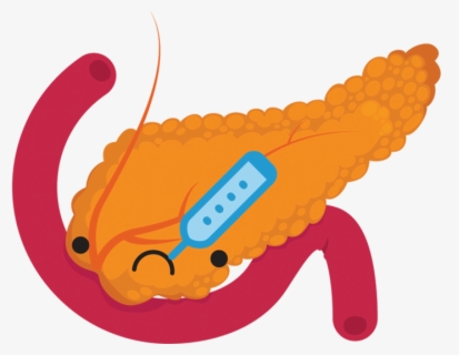 Clip Art Pancreas Cartoon - Transparent Background Pancreas Clipart