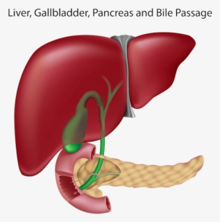 Liver Clipart Pancreas - Liver Gallbladder Pancreas , Free Transparent ...