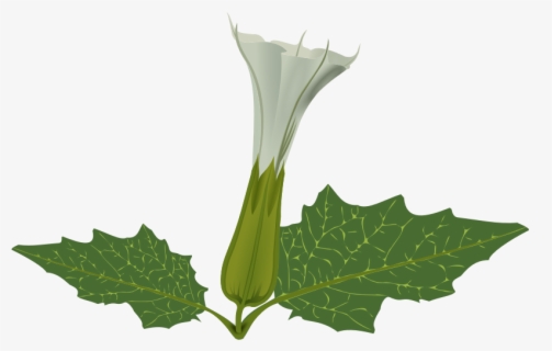 Datura , Free Transparent Clipart - ClipartKey