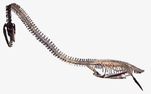 dinosaur snake skeleton