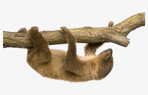 Sloth Portable Network Graphics Clip Art Image Vector - Two Toed Sloth ...