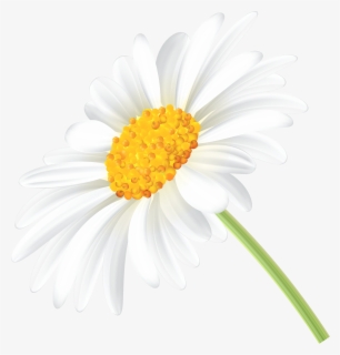 free daisy images clip art with no background clipartkey free daisy images clip art with no