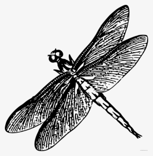 Dragonfly - Outline - Clipart - Free Dragonfly Clipart , Free ...