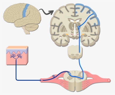 An Image Showing The Sensory Pathway Of The Somatic - Somatic System ...