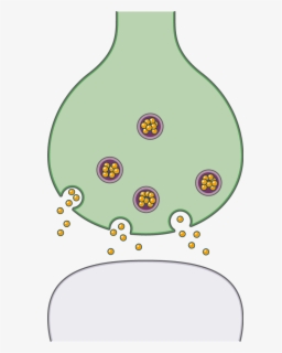 Chemical Synapse - Unlabeled Neuron Synapse Diagram , Free Transparent ...