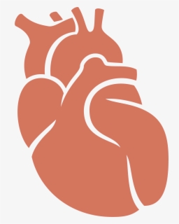 Organ Transplantation Animated , Free Transparent Clipart - ClipartKey