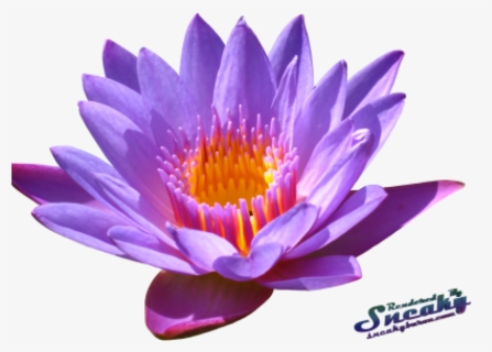 transparent water lilies png water lily flower png free transparent clipart clipartkey transparent water lilies png water