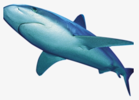 Free Great White Shark Clip Art With No Background Clipartkey - great white shark roblox