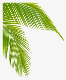 Leaf Jungle Coloring Book Clip Art - Palm Tree Leaves Clip Art , Free ...