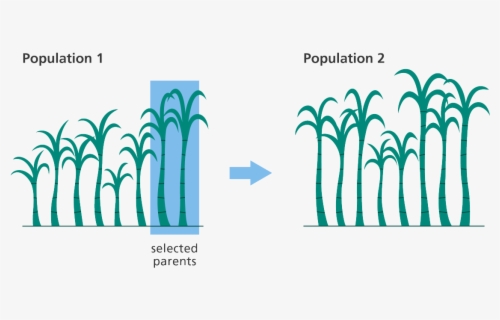Process - Process Icon , Free Transparent Clipart - ClipartKey